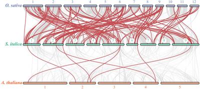 Identification and expression analysis of bZIP transcription factors in Setaria italica in response to dehydration stress